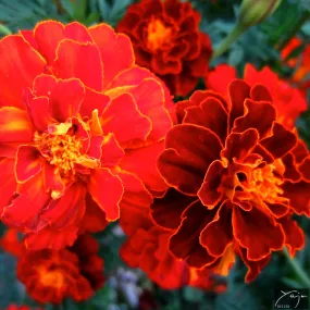 Marigolds